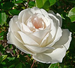 Rosa Iceberg ("World-favorite Rose", 1983) from W. Kordes' Söhne