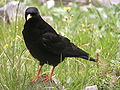 Yellow-billed chough Pyrrhocorax graculus