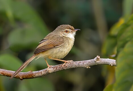 Plain prinia sitting on a branch in Bangladesh