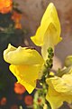 Yellow snapdragon flower