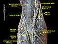 Basilic vein