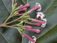 Cinchona pubescens - floroj