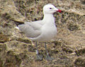 Audouin's gull Ichthyaetus audouinii