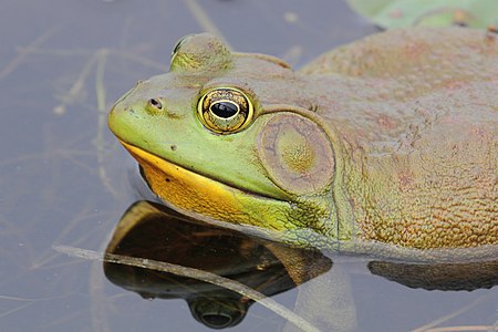 Lithobates catesbeianus (American Bullfrog)