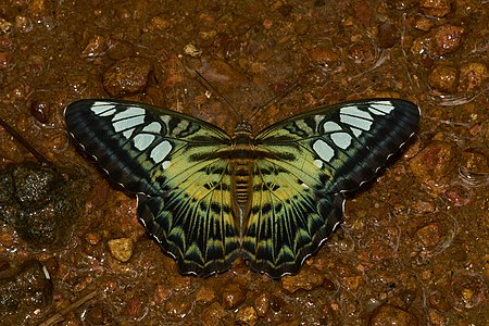 Parthenos sylvia