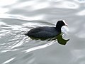 Eurasian coot Fulica atra