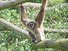 Fehérkezű gibbon