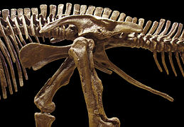 Pelvis ornitisquia de Edmontosaurus (lateral izquierdo).