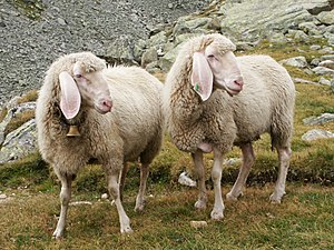 Tau Sjip (Ovis orientalis aries) fing Miarönern üp en Barig ön di Alpen