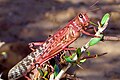 Immature adult of the desert locust (photo Said Ghaout, CNLAA, Maroc)