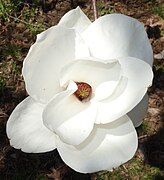 Magnolia denudata flower