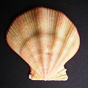 Mesopeplum convexum