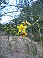 Palo de rayo (Parkinsonia aculeata)