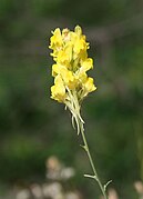 Linaria heterophylla