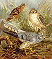 Montagu's harrier Circus pygargus