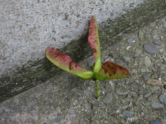 Unusual group of three samaras of sycamore maple (Acer pseudoplatanus. Normally, they are in pairs.)