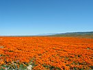 Antelope Valley California Poppy Reserve