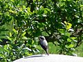 Northern wheatear Oenanthe oenanthe