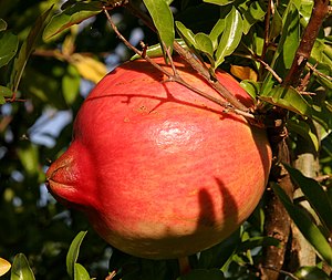 Frukto de granatarbo