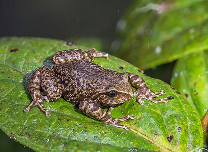 Pristimantis elegans Chingaza