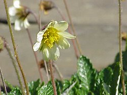 Dryas × suendermannii