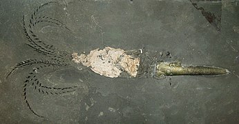 Fossile complet d'une bélemnite avec, à droite, le rostre de l'animal[2] qui servait principalement à équilibrer la masse de l'animal en augmentant sa stabilité[3]