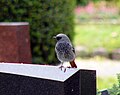 Black redstart Phoenicurus ochruros