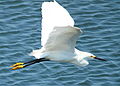 Garcita blanca (Egretta thula).