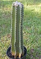 Cereus peruvianus, cantonades