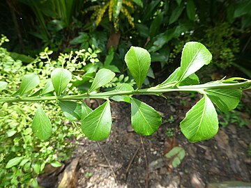 Foliage and thorns