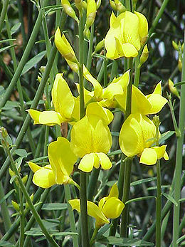 Jeneszter (Spartium junceum)