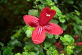 Asteranthera ovata