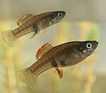 Pair of Brachyrhaphis roseni fish