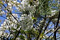 2012-04-30 A cherry tree in Yate.