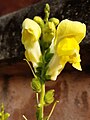 Yellow snapdragon flower