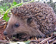 Западноевропейски таралеж (E. europaeus)