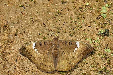 Euthalia aconthea-Kadavoor-2016-06-25-003.jpg