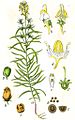 Linaria vulgaris (as syn. Antirrhinum linaria) vol. 10 - plate 27 in: Jacob Sturm: Deutschlands Flora in Abbildungen (1796)