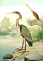 Purple heron Ardea purpurea