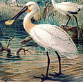 Eurasian spoonbill Platalea leucorodia