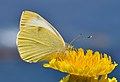 15. A fehérlepkék közé sorolt kanári fehérlepke (Pieris cheiranthi) (Tenerife, Puerto de la Cruz)