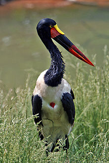 Saddle-Billed Stork.jpg