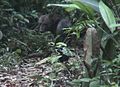 Short-eared dog (Mbwa masikio-mafupi)