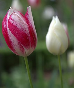 Hortus Botanicus Amsterdam