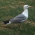 Seagull