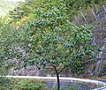 樹形（長野県開田高原、10月）