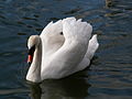 Mute swan Cygnus olor