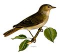 Garden warbler Sylvia borin