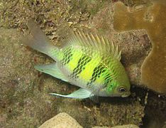 Staghorn damselfish