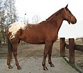 Schabrackentiger mit kleiner Schabracke (Appaloosa)